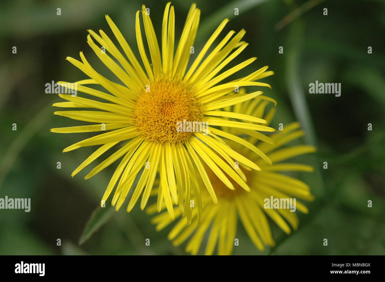 Leopard bane hires stock photography and images Alamy